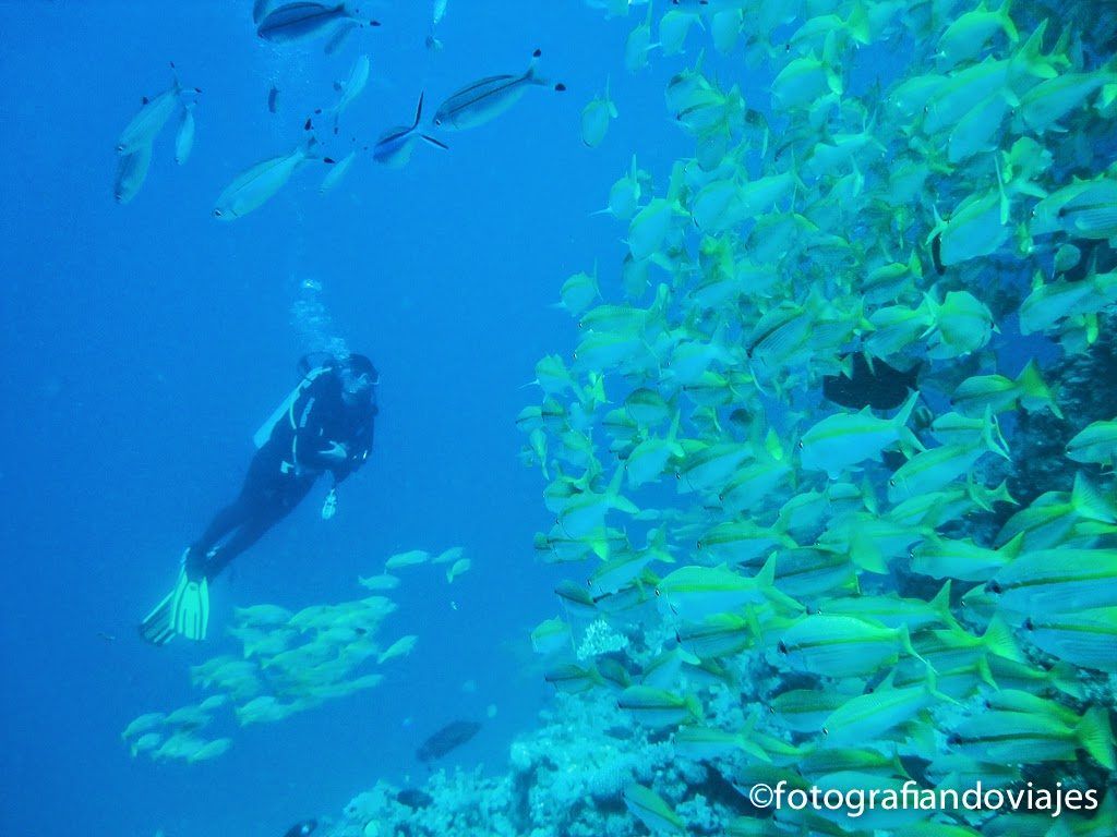 Buceo en la gran barrera de coral en Australia