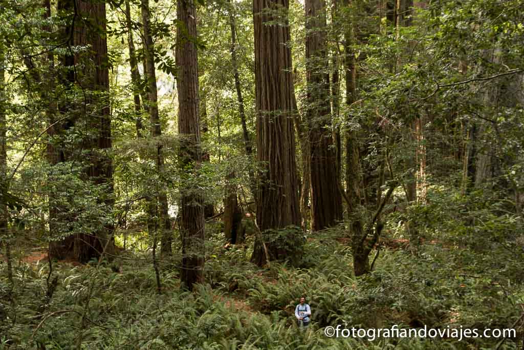 parque nacional Redwood Estados Unidos
