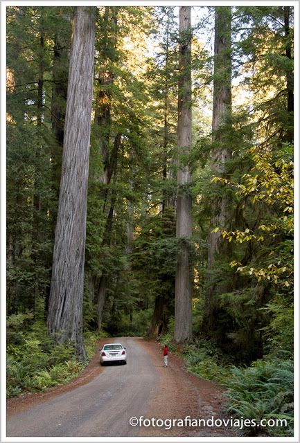 Newton B.Drury scenic road redwood parque estados unidos