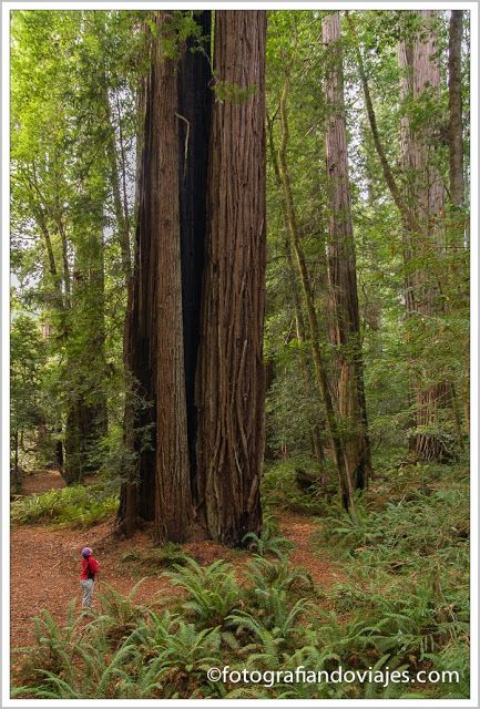 parque nacional Redwood Estados Unidos