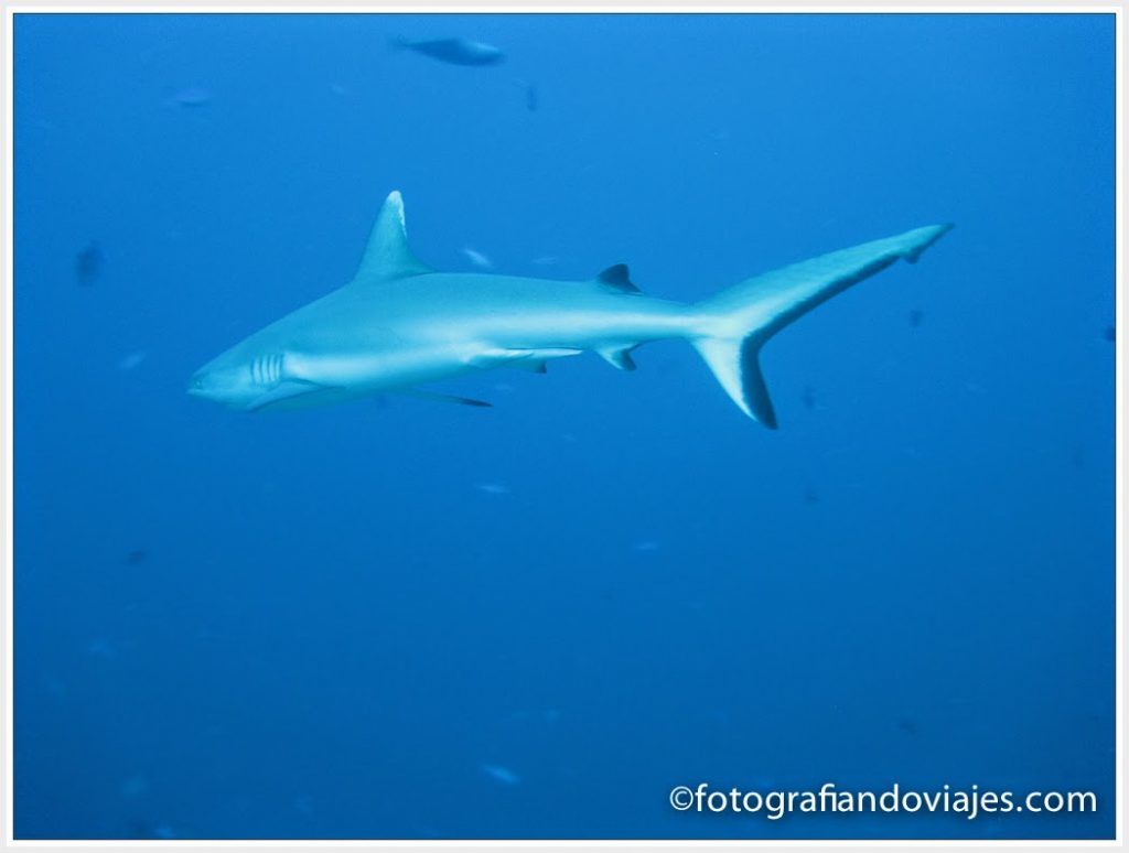 tiburón en Maldivas
