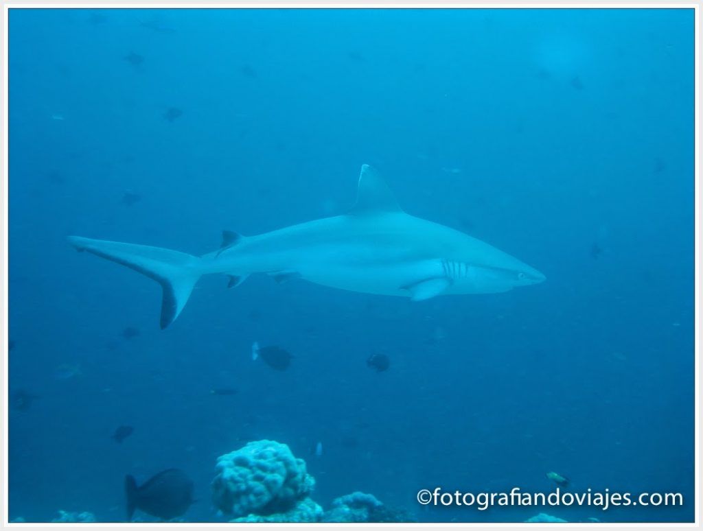 tiburón en Maldivas