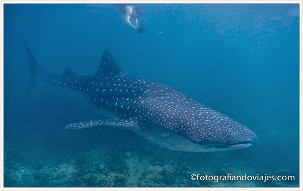 tiburon ballena en Maldivas