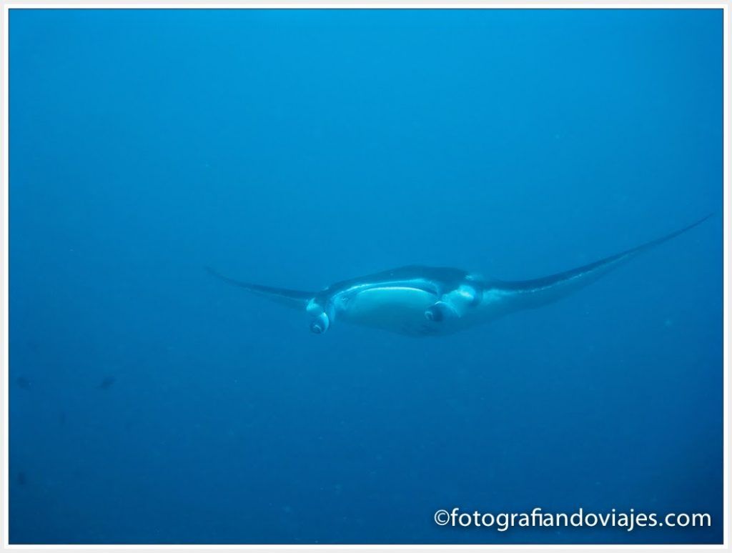 Manta diablo en Maldivas