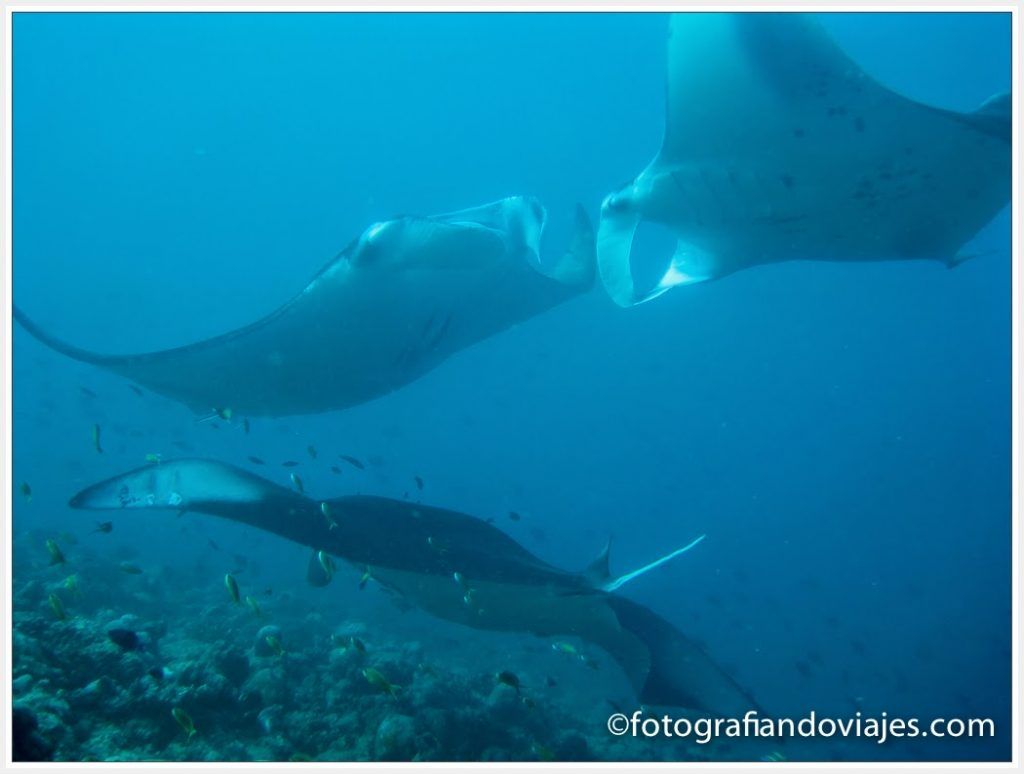Manta diablo buceo Maldivas