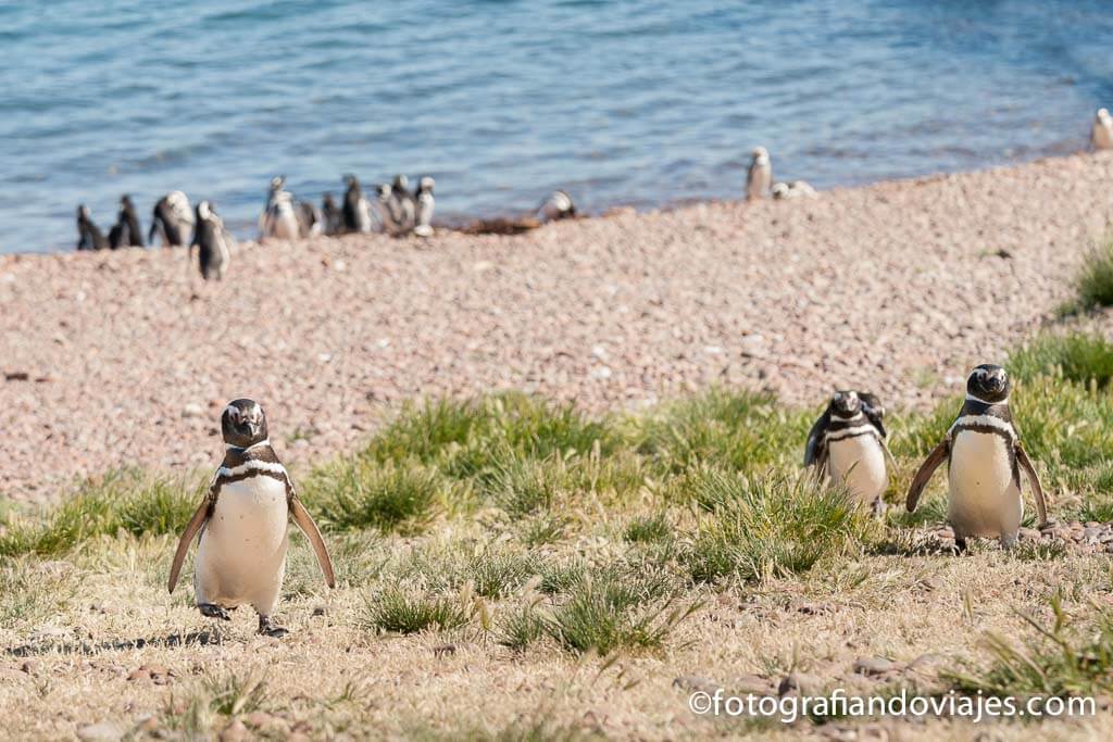 cabo dos bahías pingüinos