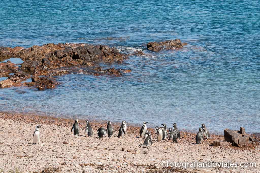 cabo dos bahías pingüinos
