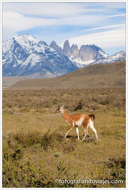 Guanacos en Torres del Paine (Chile)