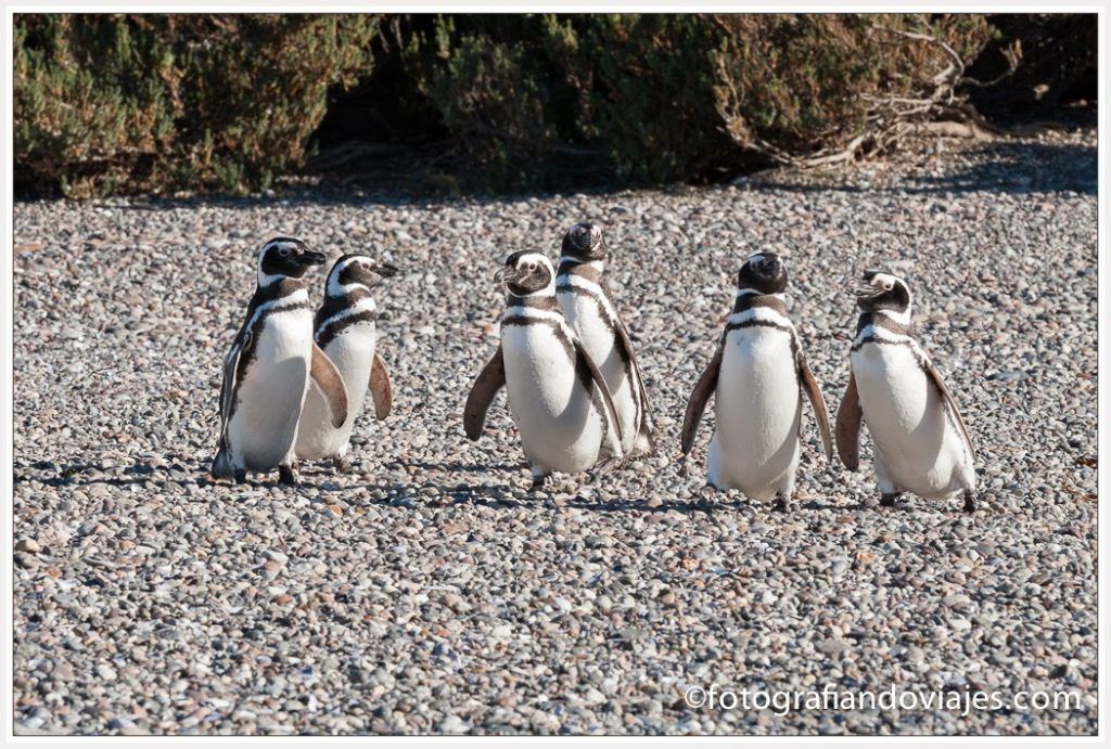 Pingüinos de Magallanes Puerto Deseado, Argentina