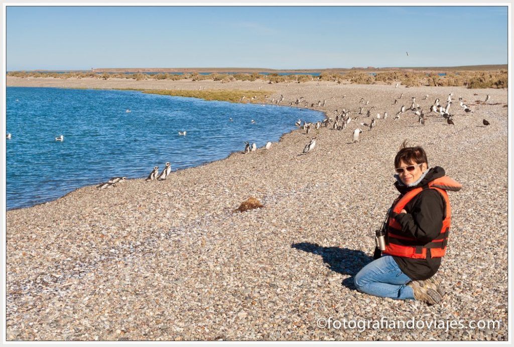 Pingüinos de Magallanes Puerto Deseado, fauna marina Patagonia Argentina