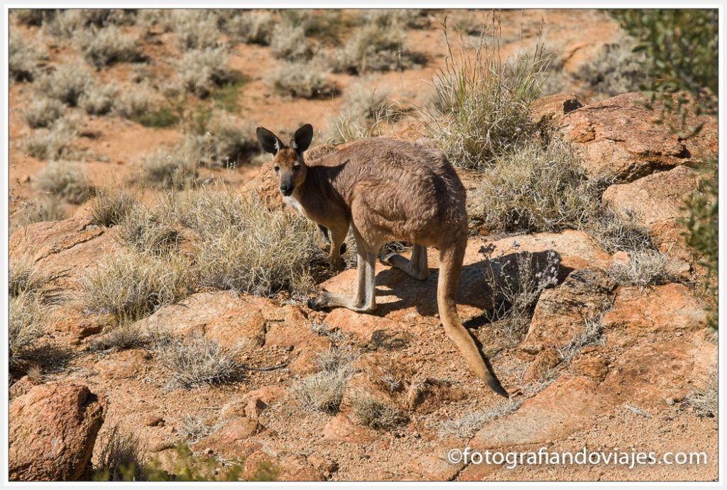 canguro por el outback australiano