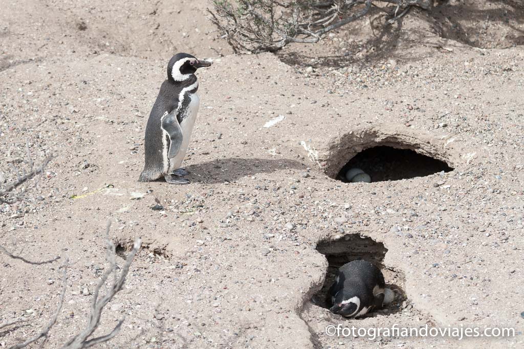 pingüinos en punta tombo argentina