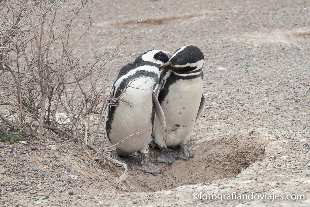 pingüinos en punta tombo argentina