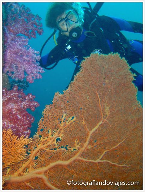 buceo Roatan
