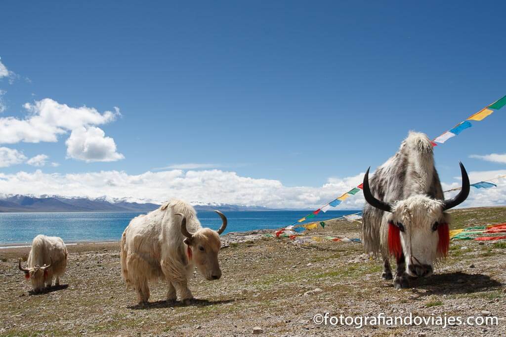 Lago Namtso Nam Tibet