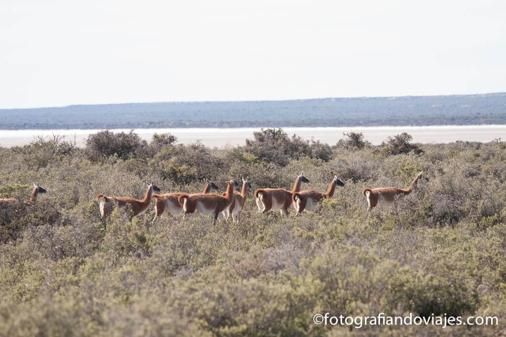 Peninsula Valdes Argentina