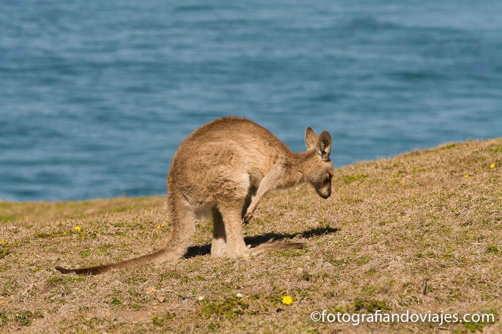 canguro australia
