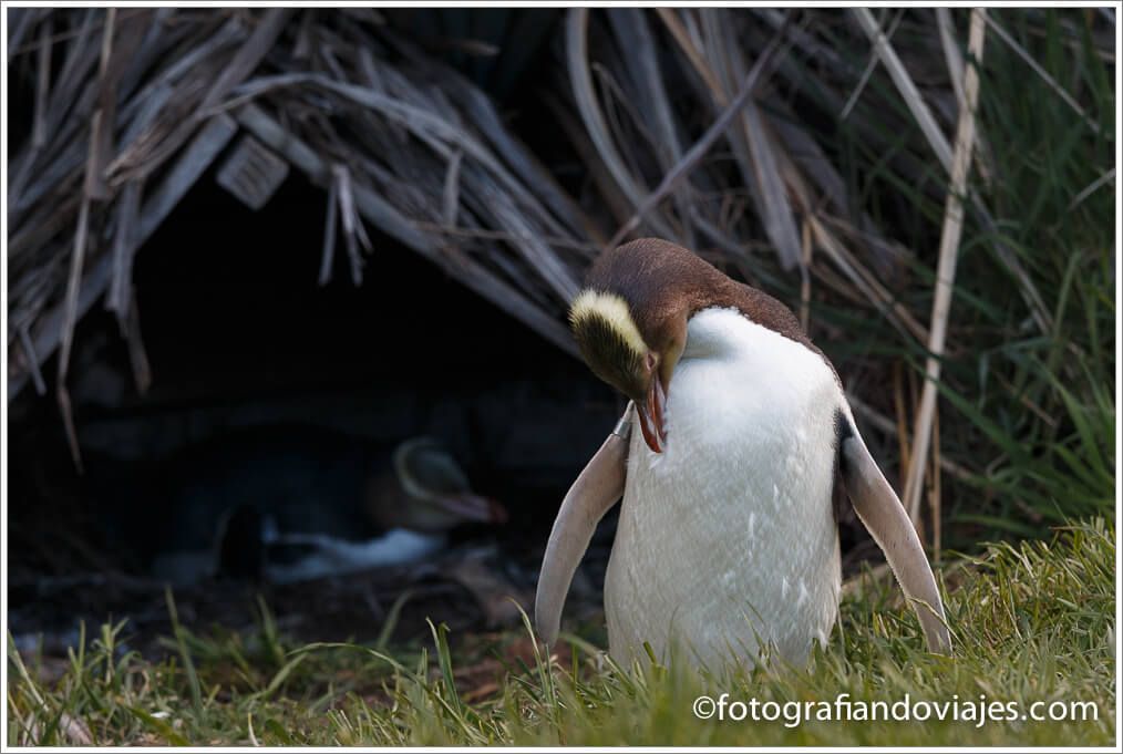 Pingüinos en Otago