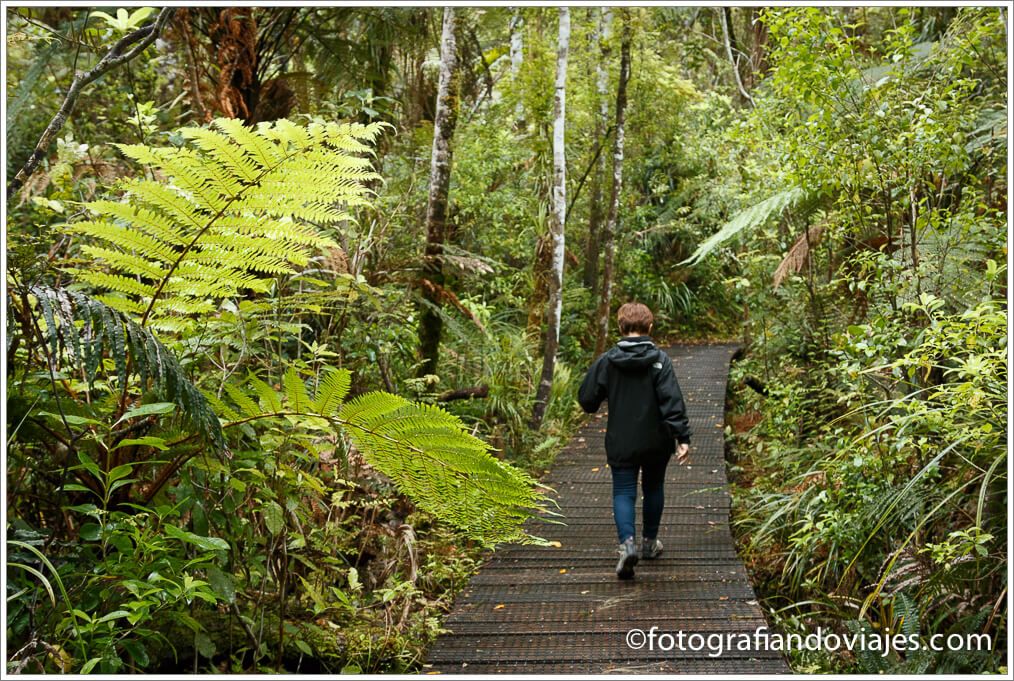 Waipoua forest