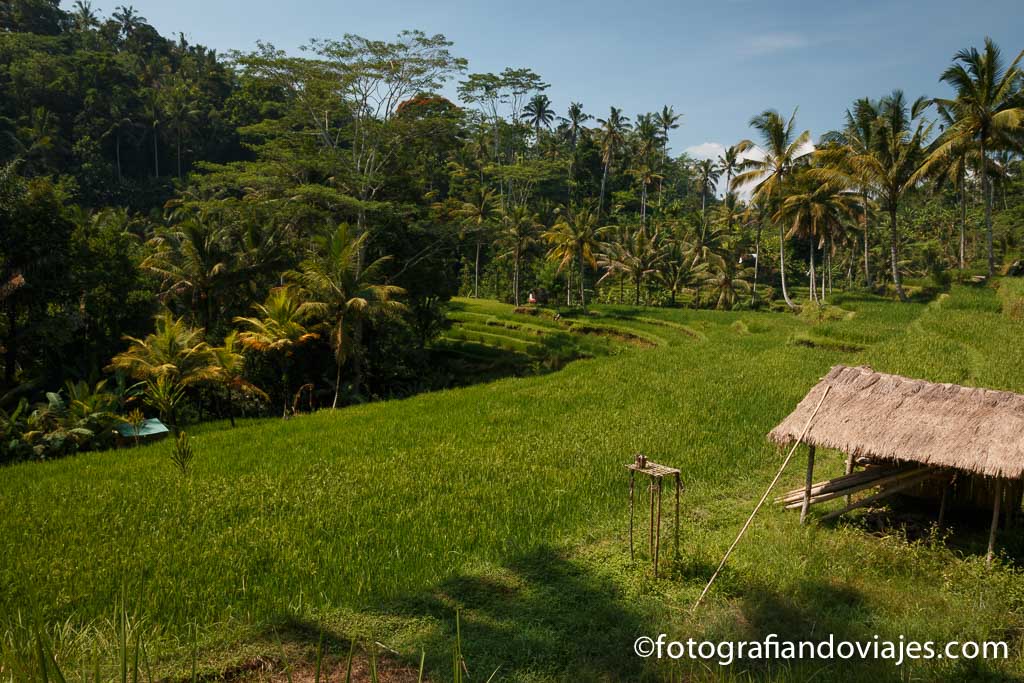 Arrozales en Pura Gunung Kawi Bali Indonesia