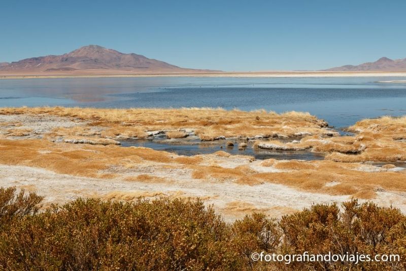 Salar de Atacama y lagunas altiplánicas: agua en el desierto