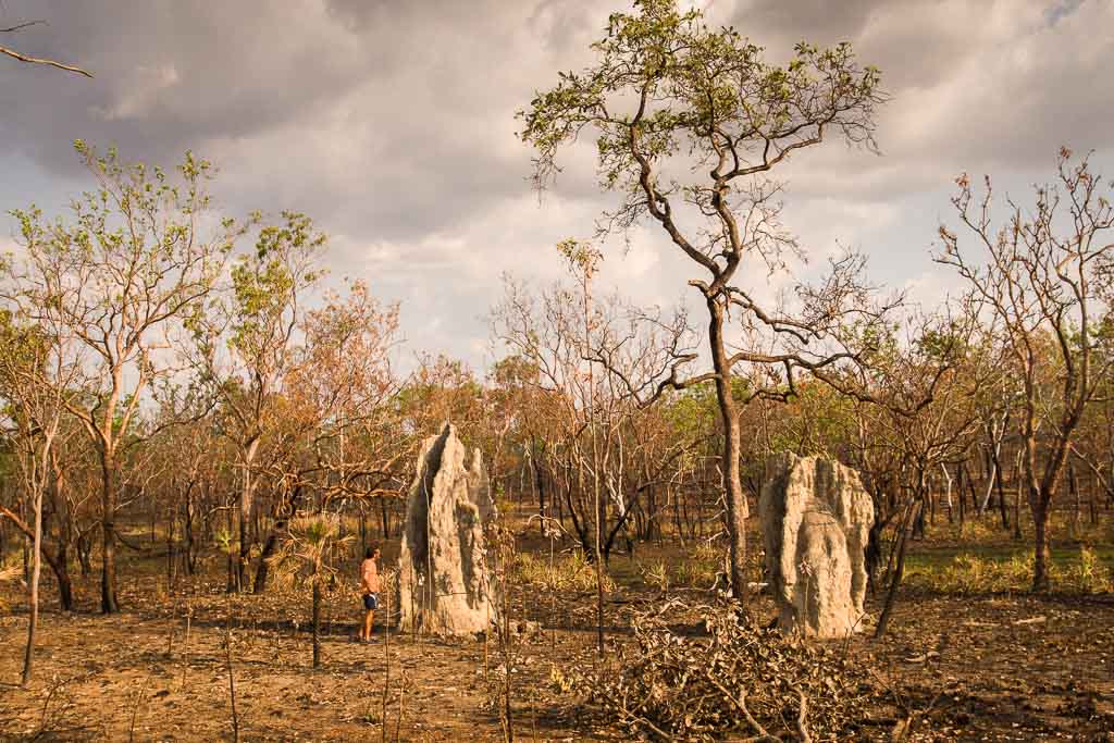 Termiteros Litchfield Australia
