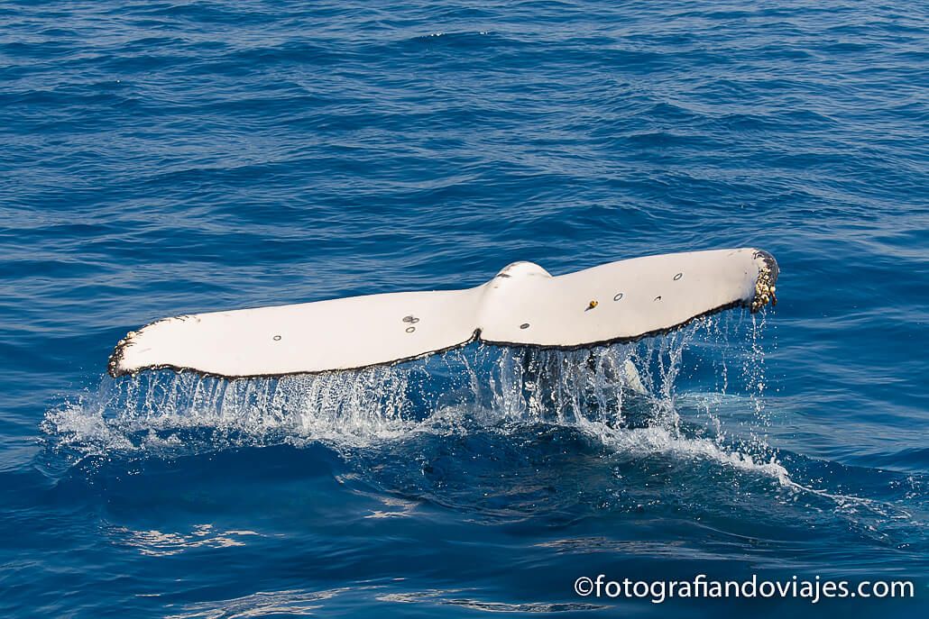 cola de ballena jorobada