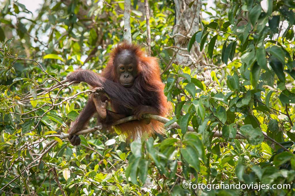 Borneo orangután