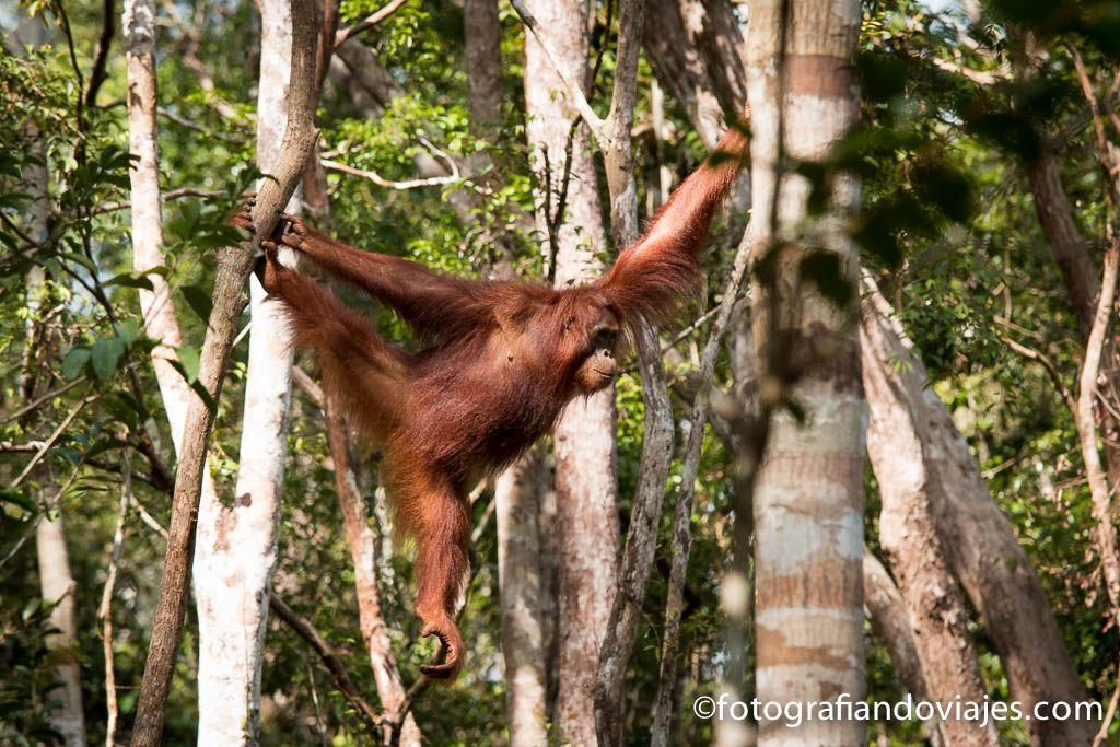 Tanjung Puting en Borneo viaje en klotok