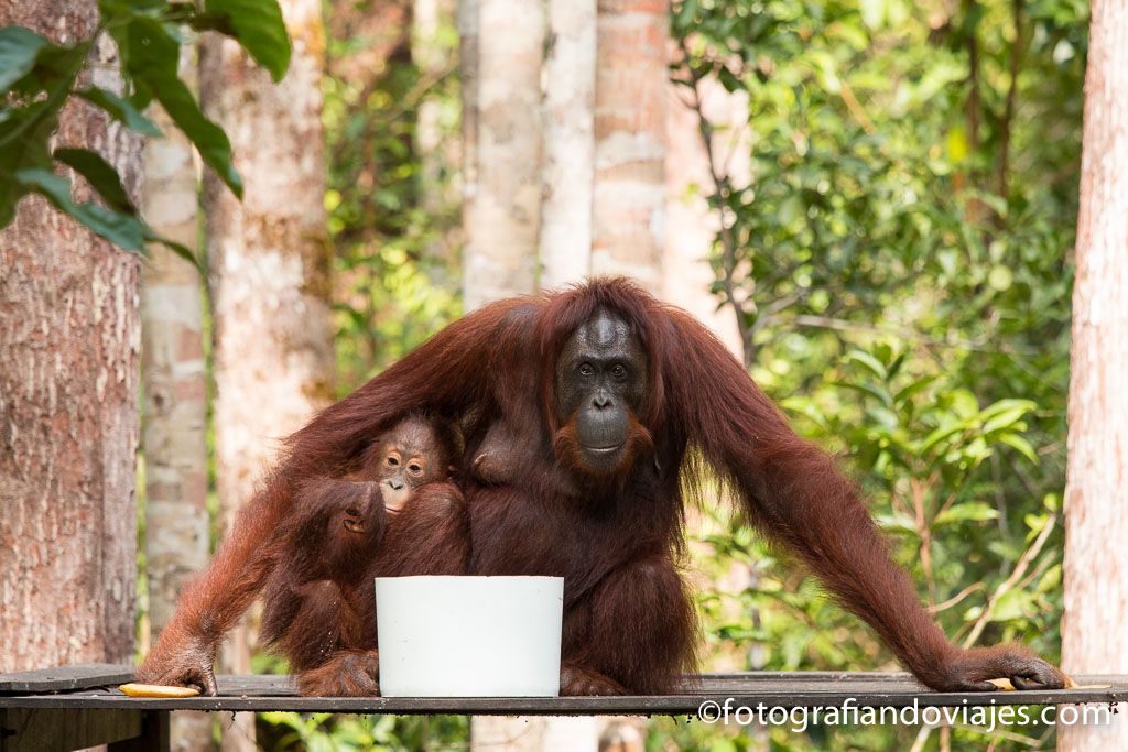 donde ver orangutanes en Borneo