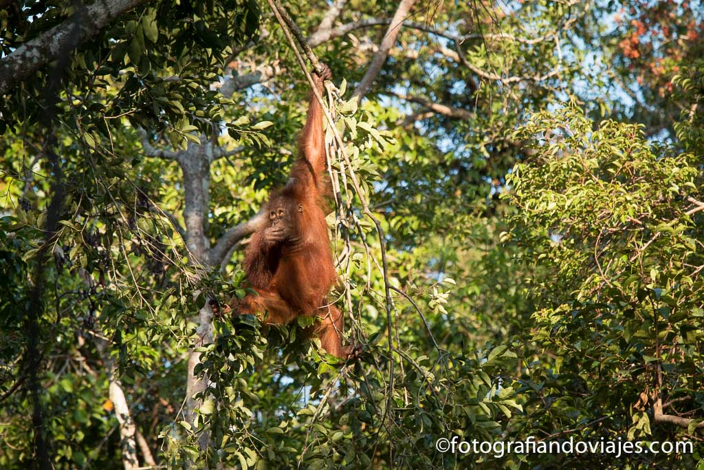 donde ver orangutanes en Borneo