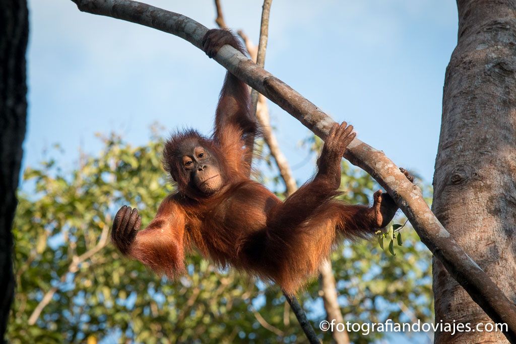 Tanjung Puting Borneo en viaje en klotok