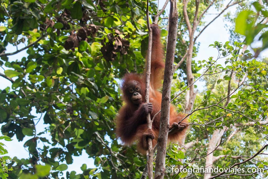 donde ver orangutanes en Borneo parque nacional Tanjung Puting