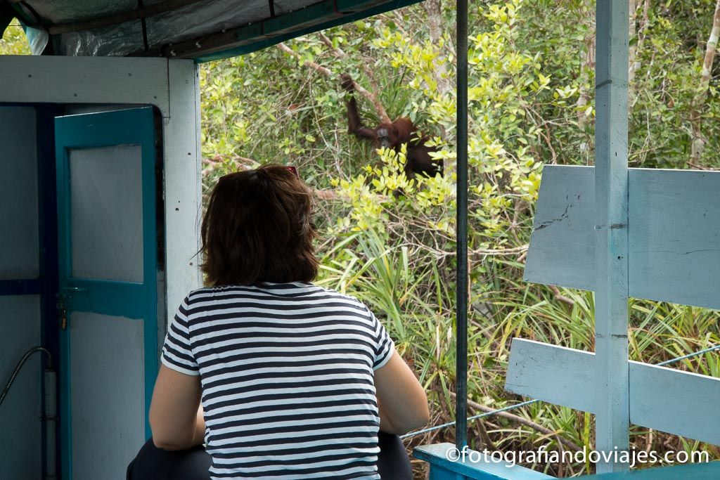 viendo orangutanes desde el klotok