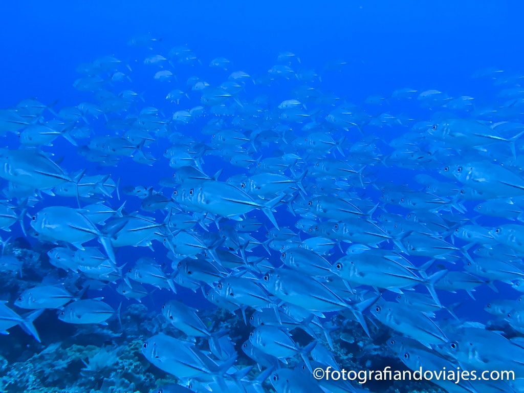 buceo indonesia