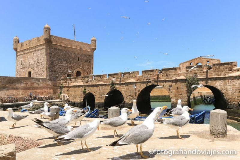 Essaouira skala du port con gaviotas