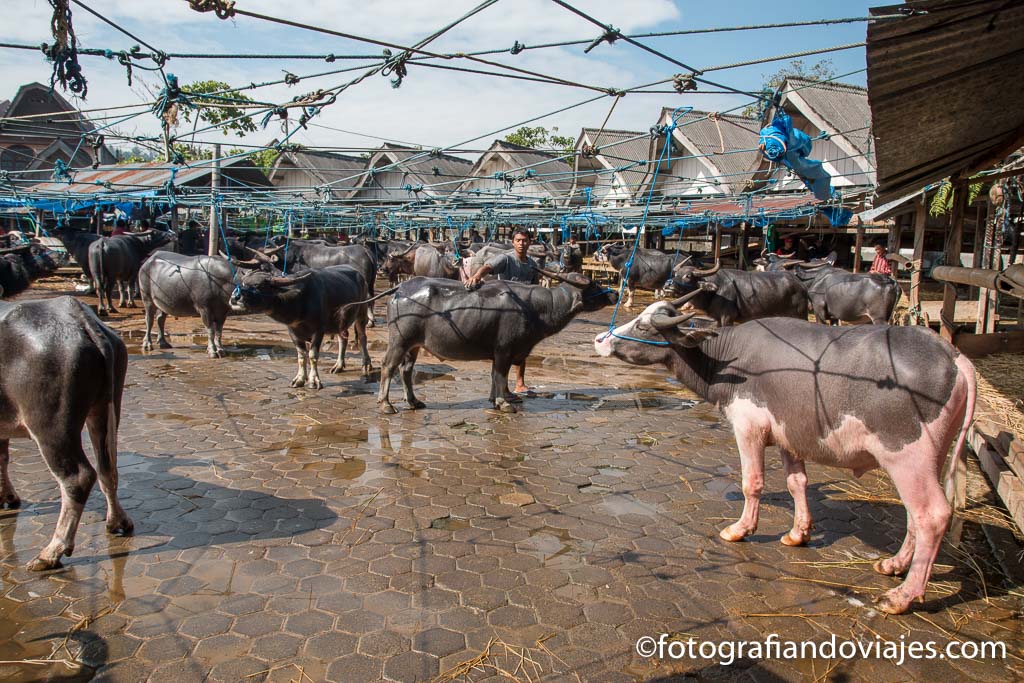 Mercado de bufalos en Rantepao