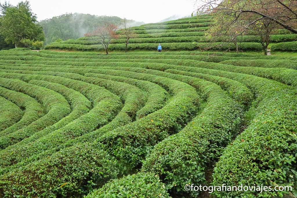 Plantacion te Boseong Green Tea Field Daehan Dawon