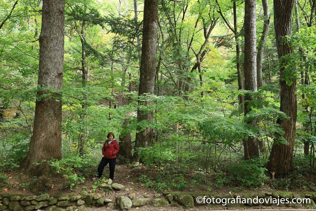 Bosque de cedros del templo Woljeongsa