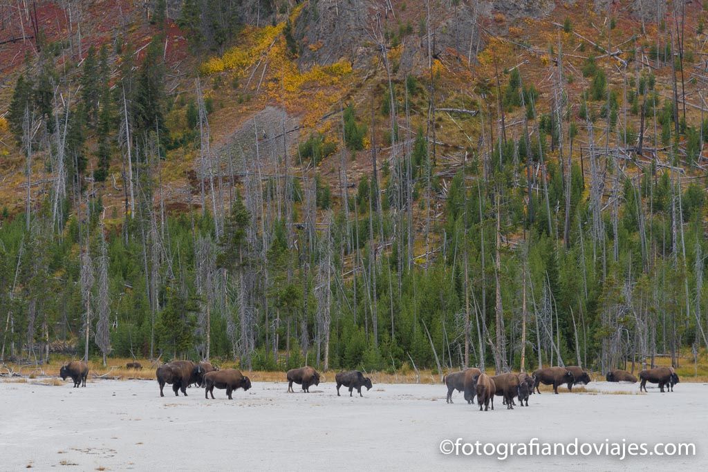 bisontes en parque Yellowstone estados unidos