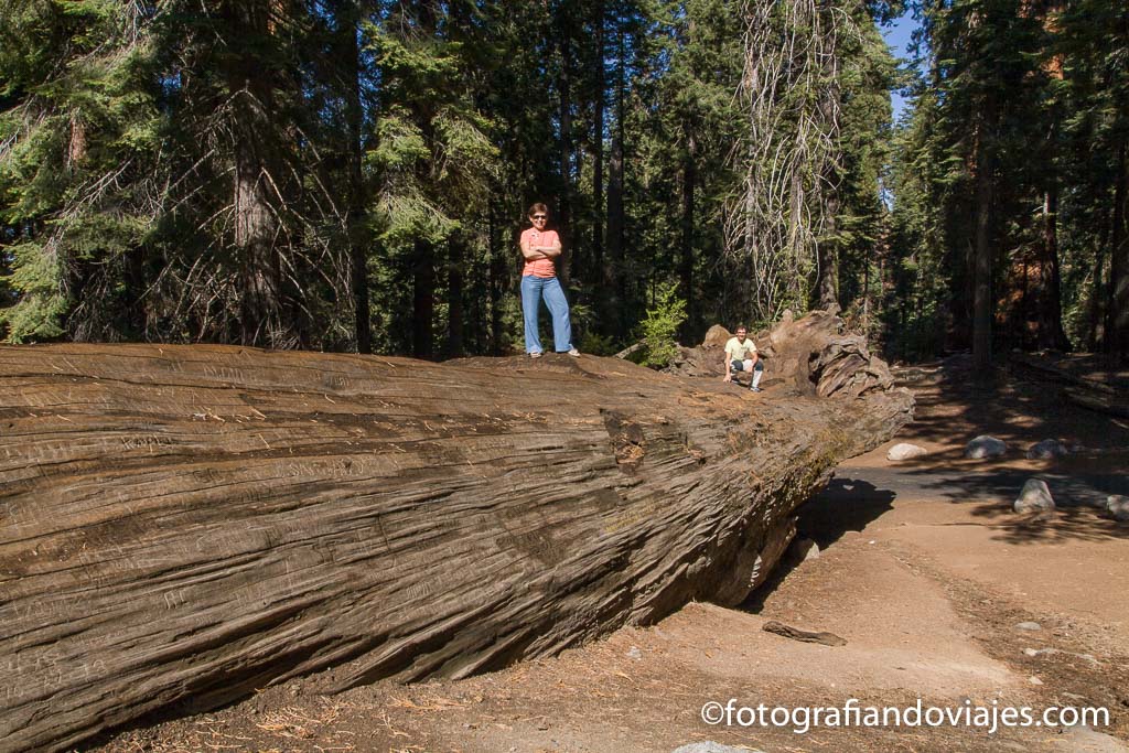 Sequoia national park Estados Unidos