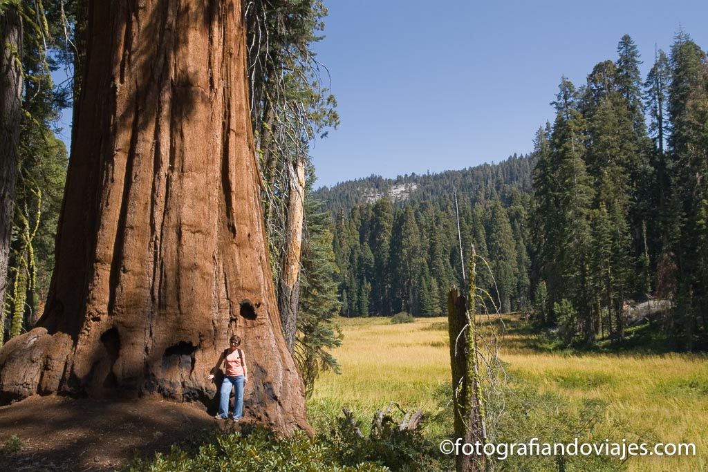 Sequoia national park Estados Unidos