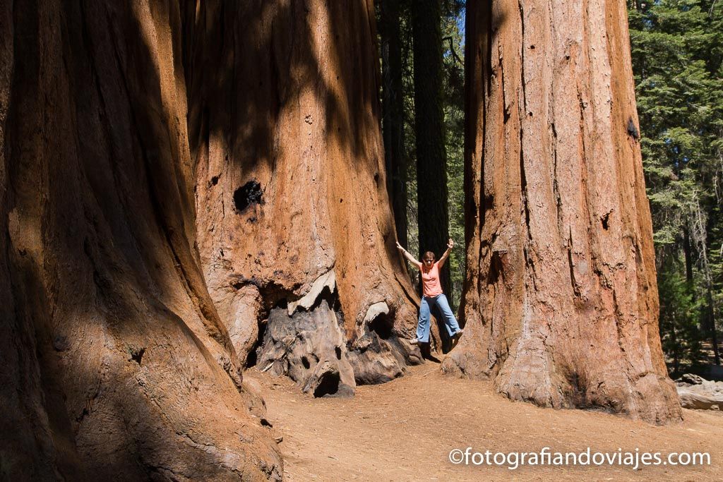 Sequoia national park Estados Unidos
