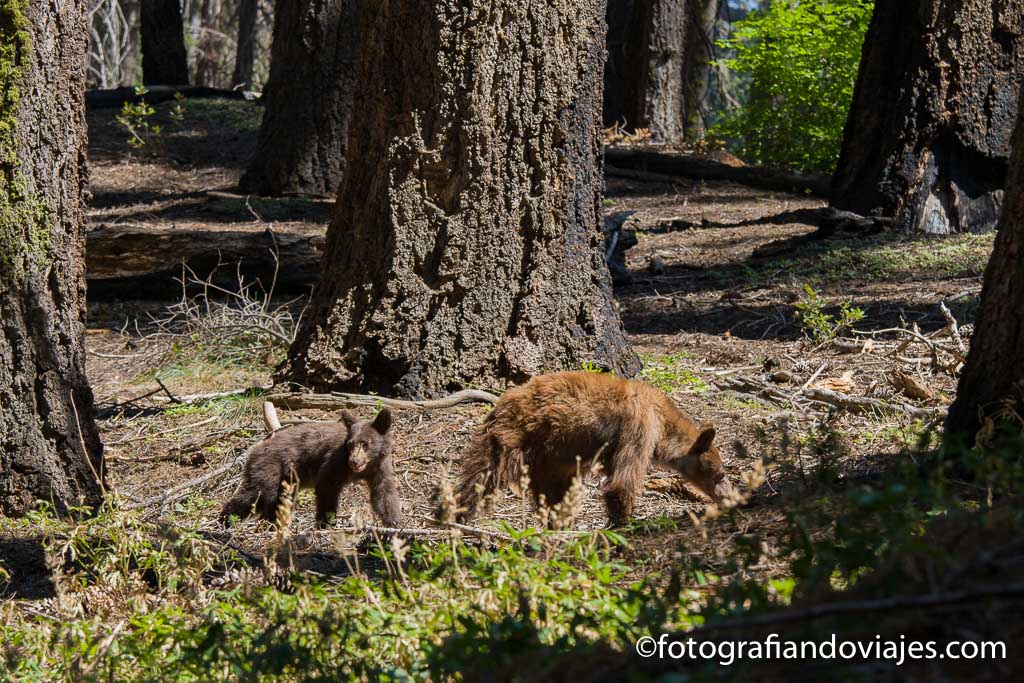 osos en el parque de las secuoyas de california