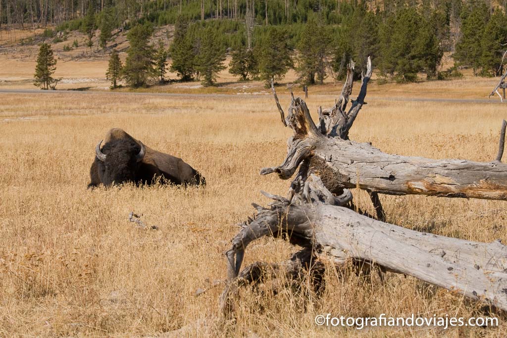 Parque nacional de Yellowstone organizar viaje