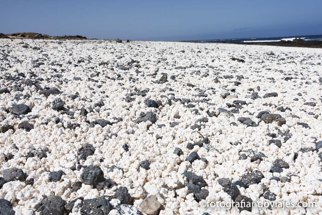 La ‘Playa del Hierro’ en Fuerteventura sufre un expolio por sus algas similares a palomitas de maíz