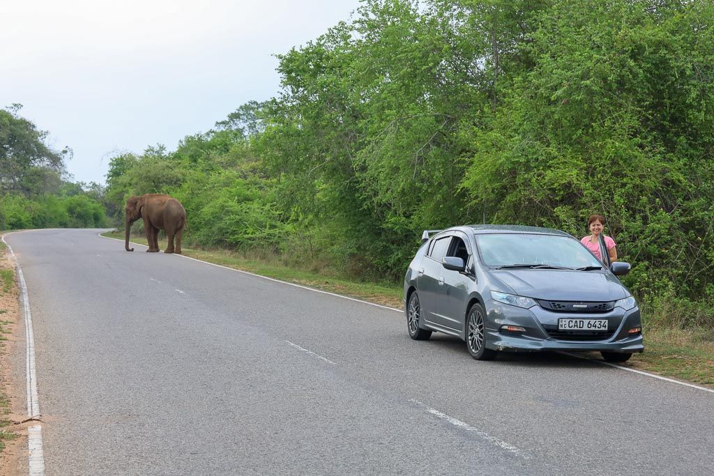 elefante carretera conducir sri lanka