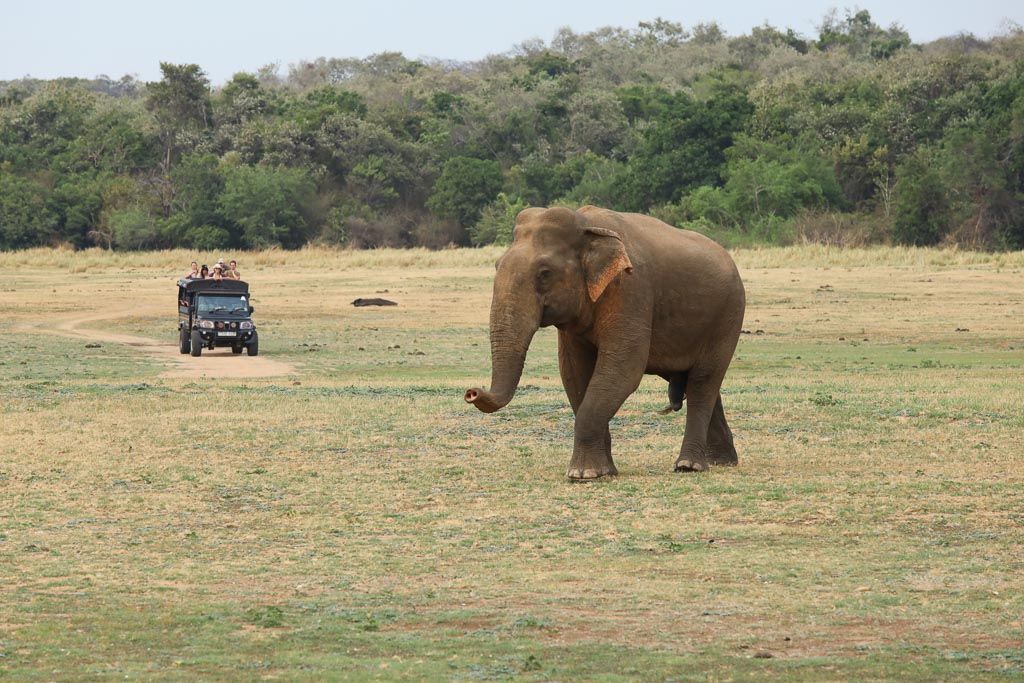 Parque Kaudulla y Minneriya sri lanka ver elefantes