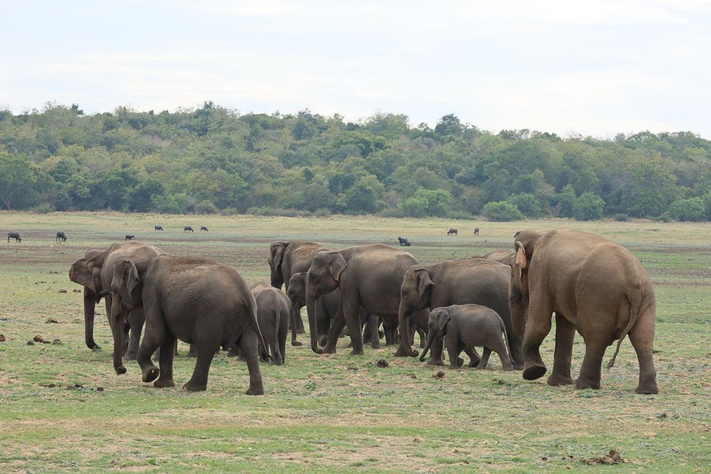 Parque Kaudulla y Minneriya sri lanka ver elefantes