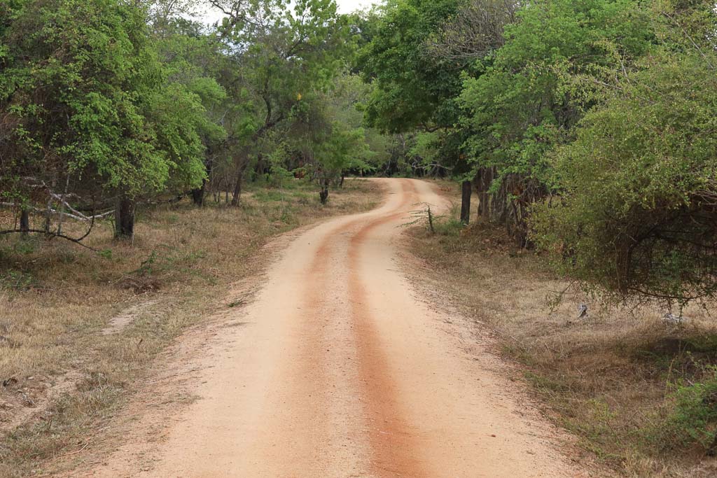 Parque Kaudulla y Minneriya sri lanka ver elefantes